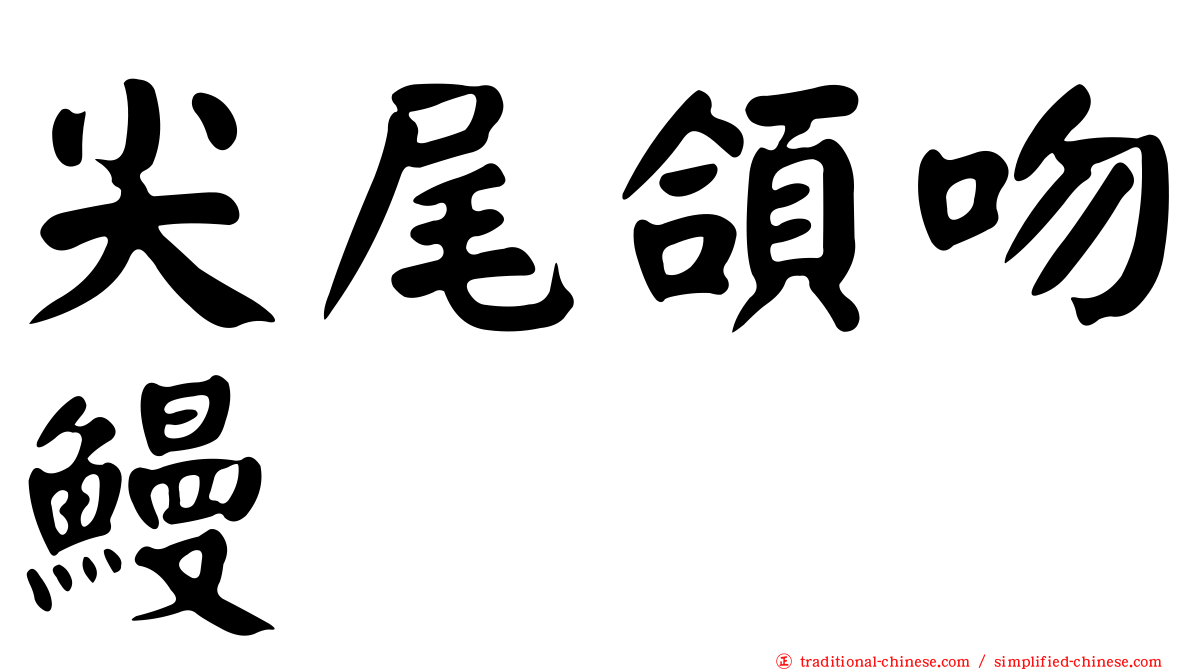 尖尾頜吻鰻