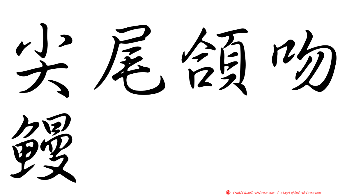 尖尾頜吻鰻