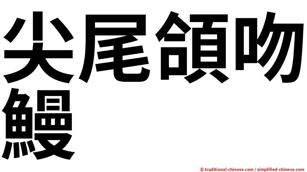 尖尾頜吻鰻
