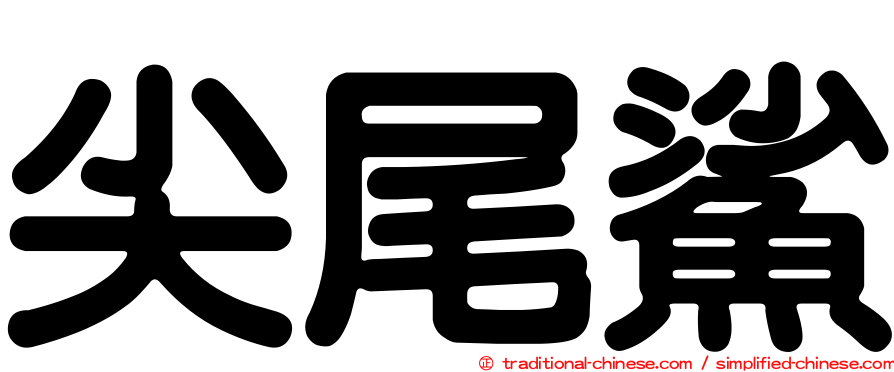 尖尾鯊