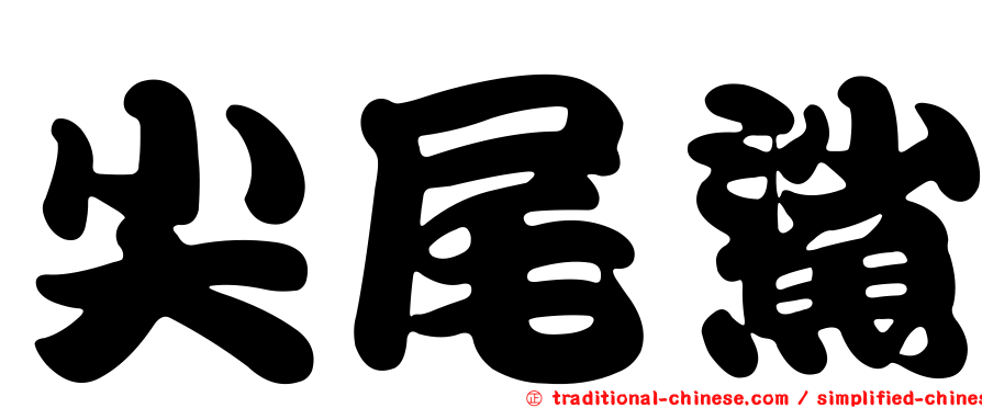 尖尾鯊