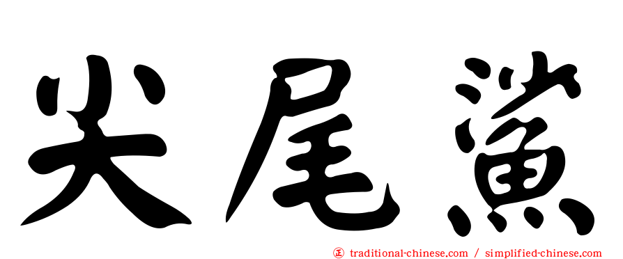 尖尾鯊