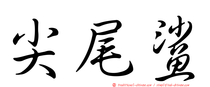 尖尾鯊
