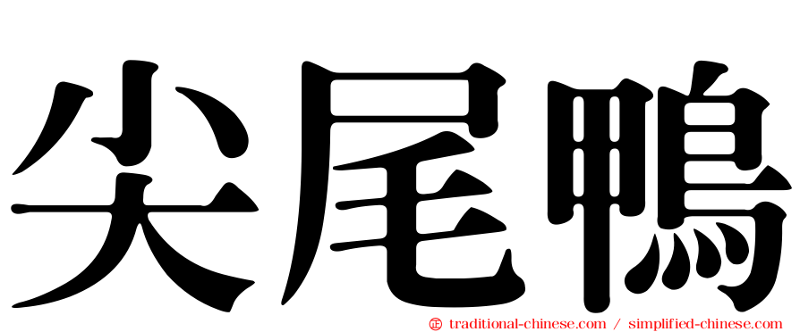 尖尾鴨