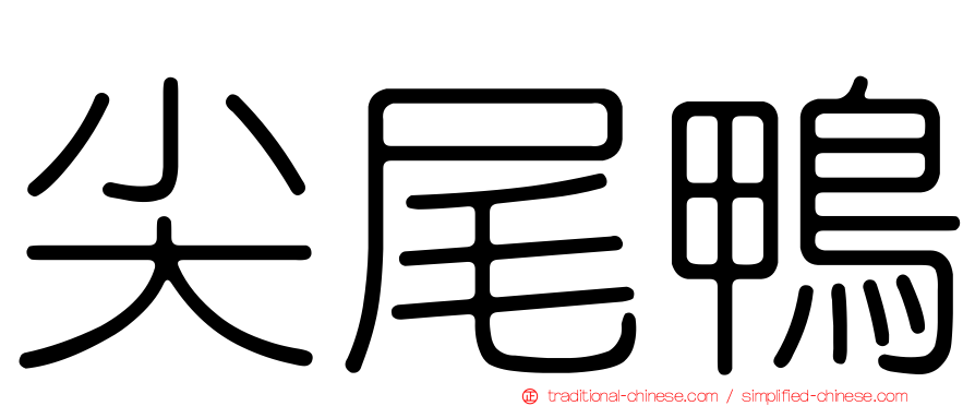尖尾鴨