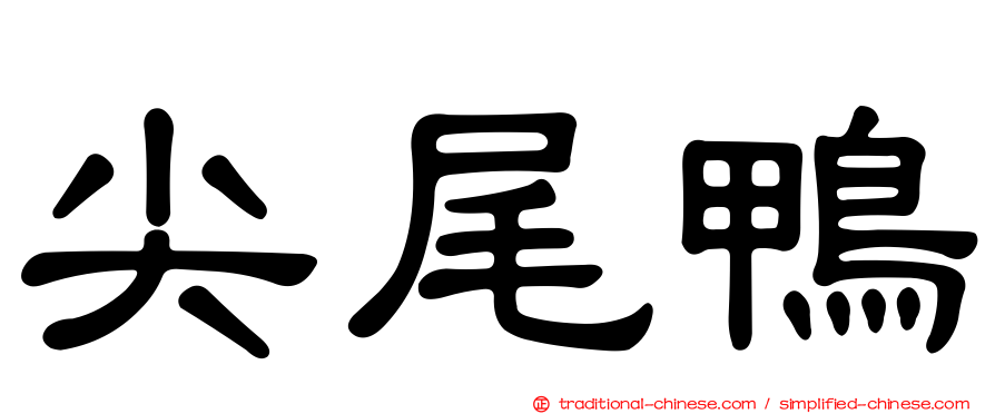 尖尾鴨