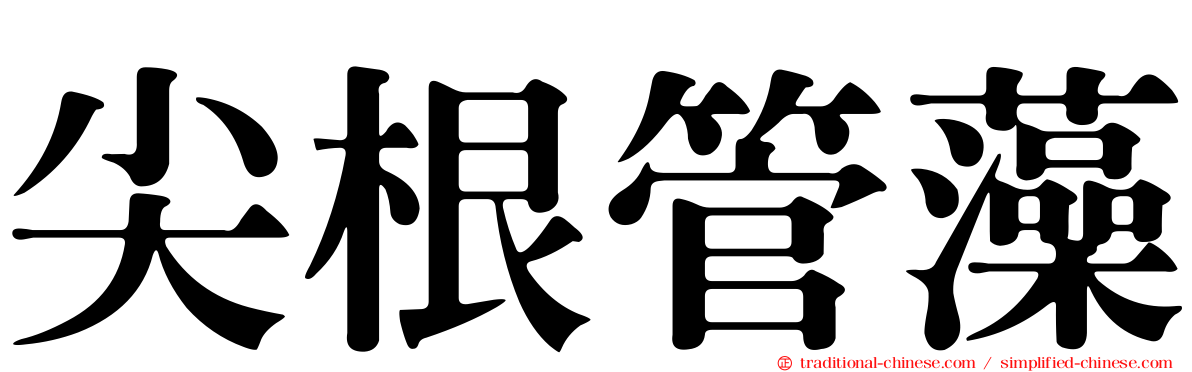 尖根管藻