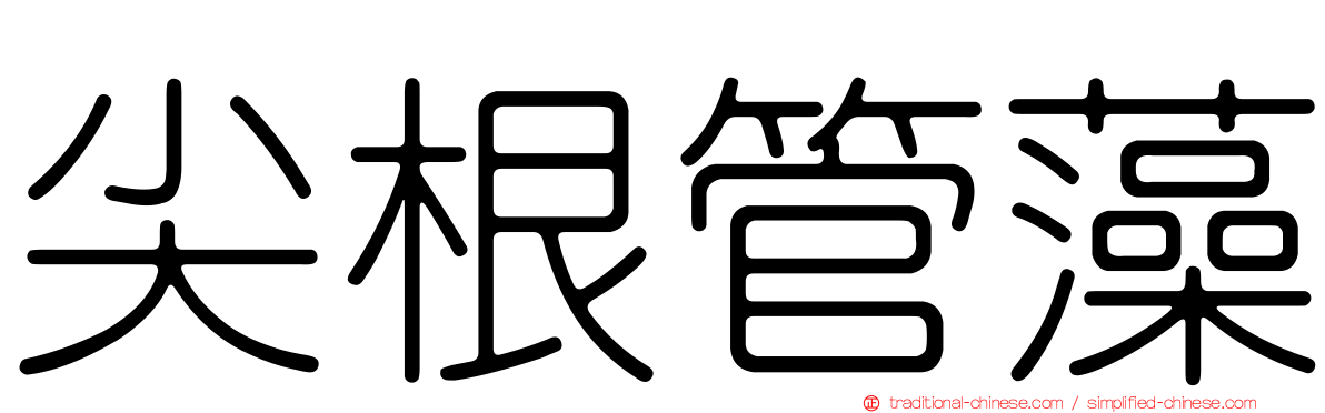 尖根管藻