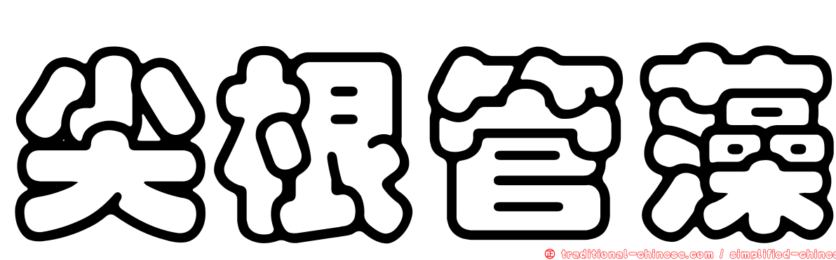 尖根管藻