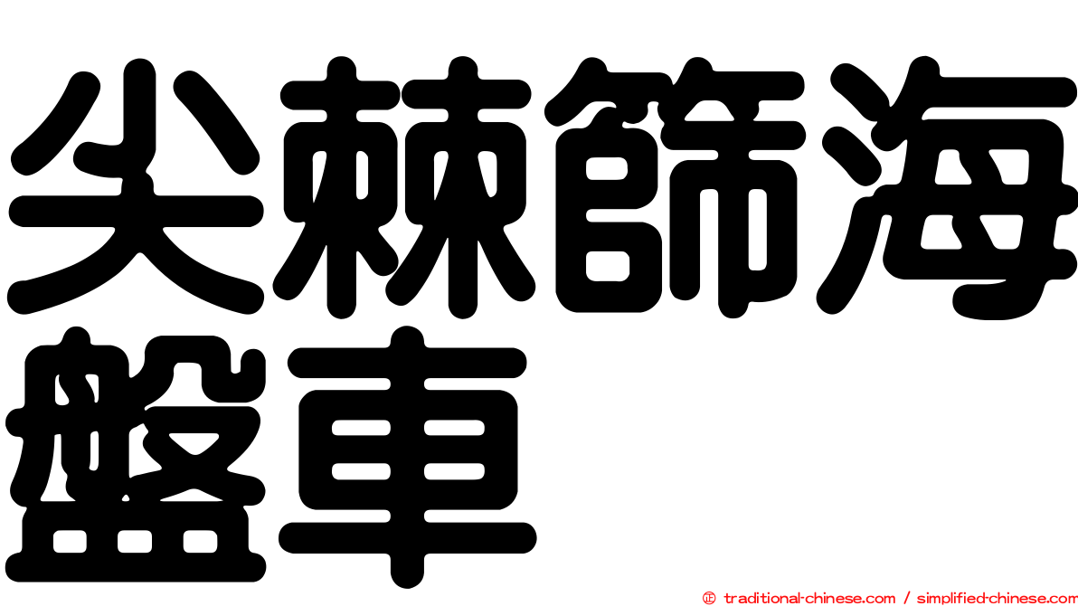 尖棘篩海盤車