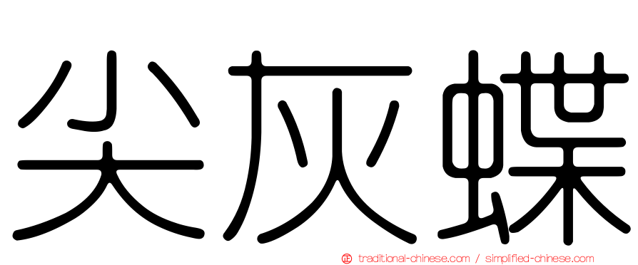 尖灰蝶