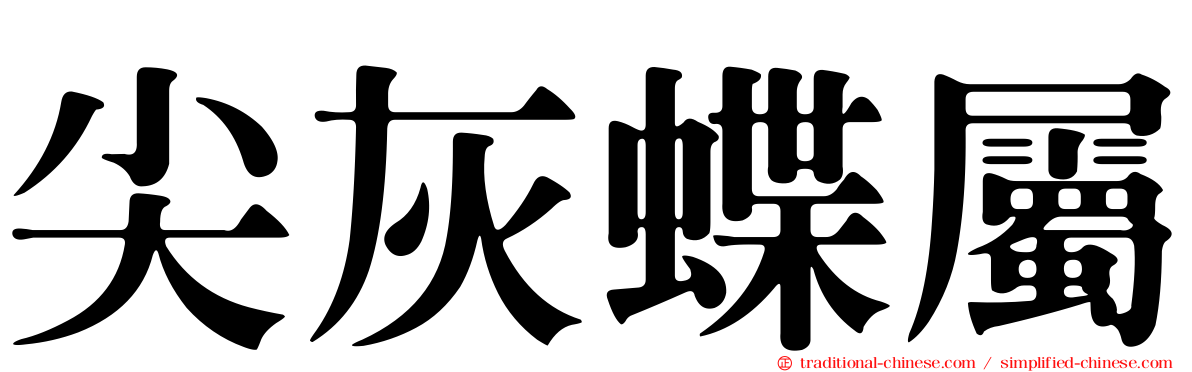 尖灰蝶屬