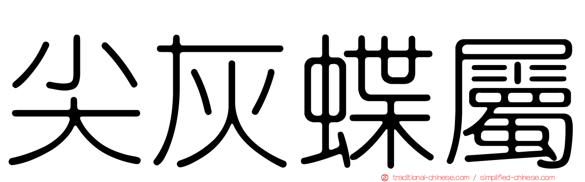 尖灰蝶屬