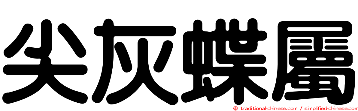 尖灰蝶屬