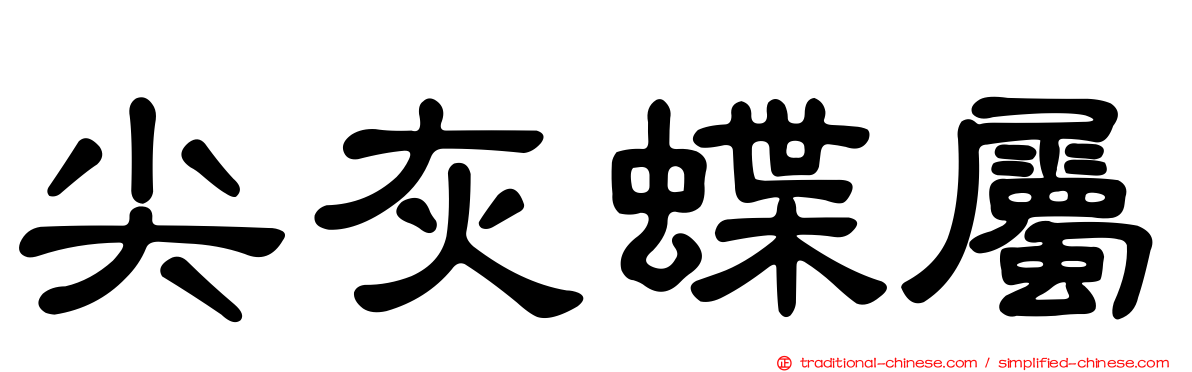 尖灰蝶屬
