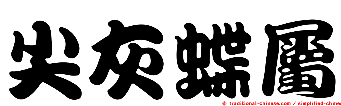 尖灰蝶屬