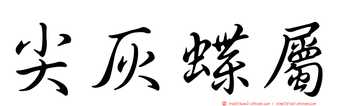 尖灰蝶屬