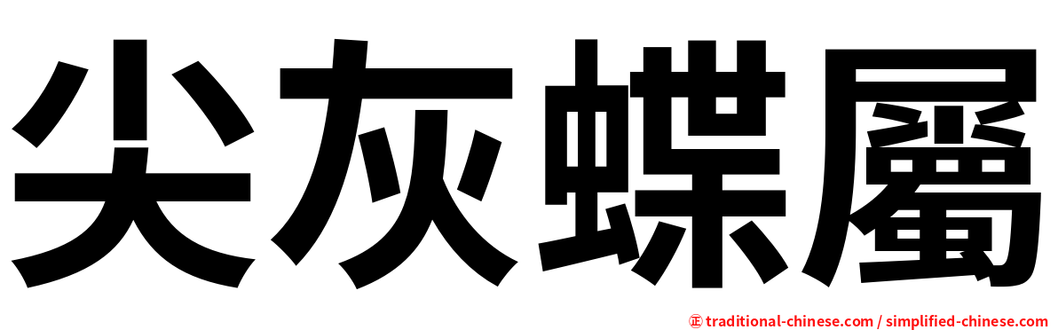 尖灰蝶屬