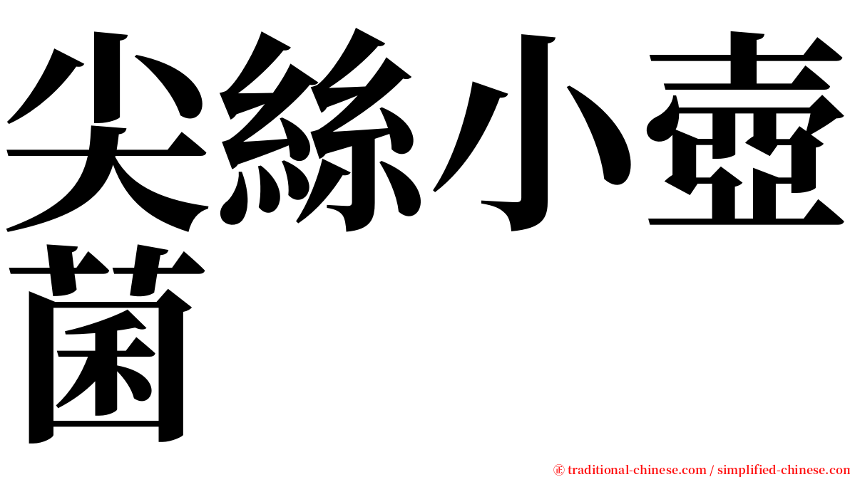 尖絲小壺菌 serif font