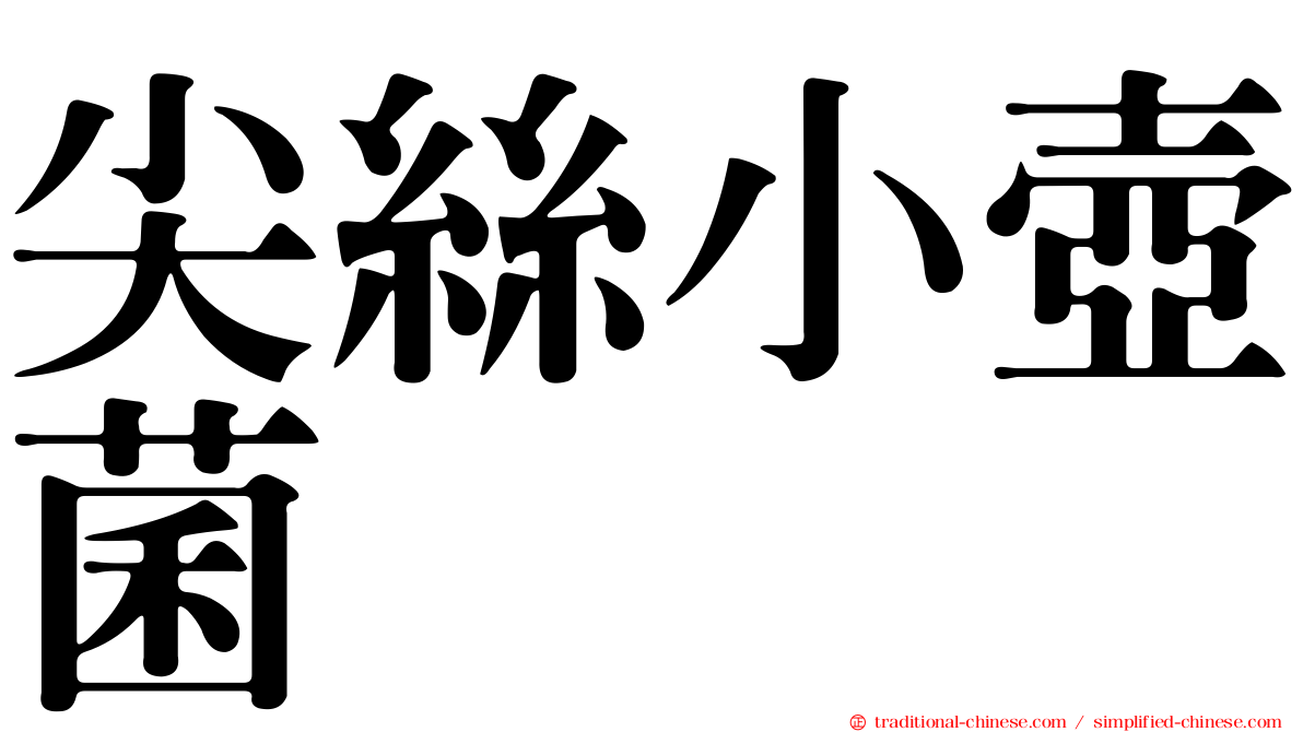 尖絲小壺菌