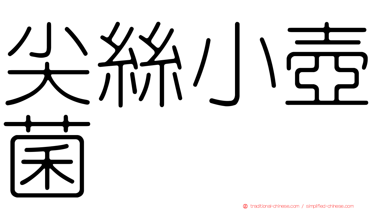 尖絲小壺菌
