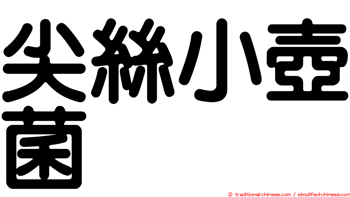 尖絲小壺菌