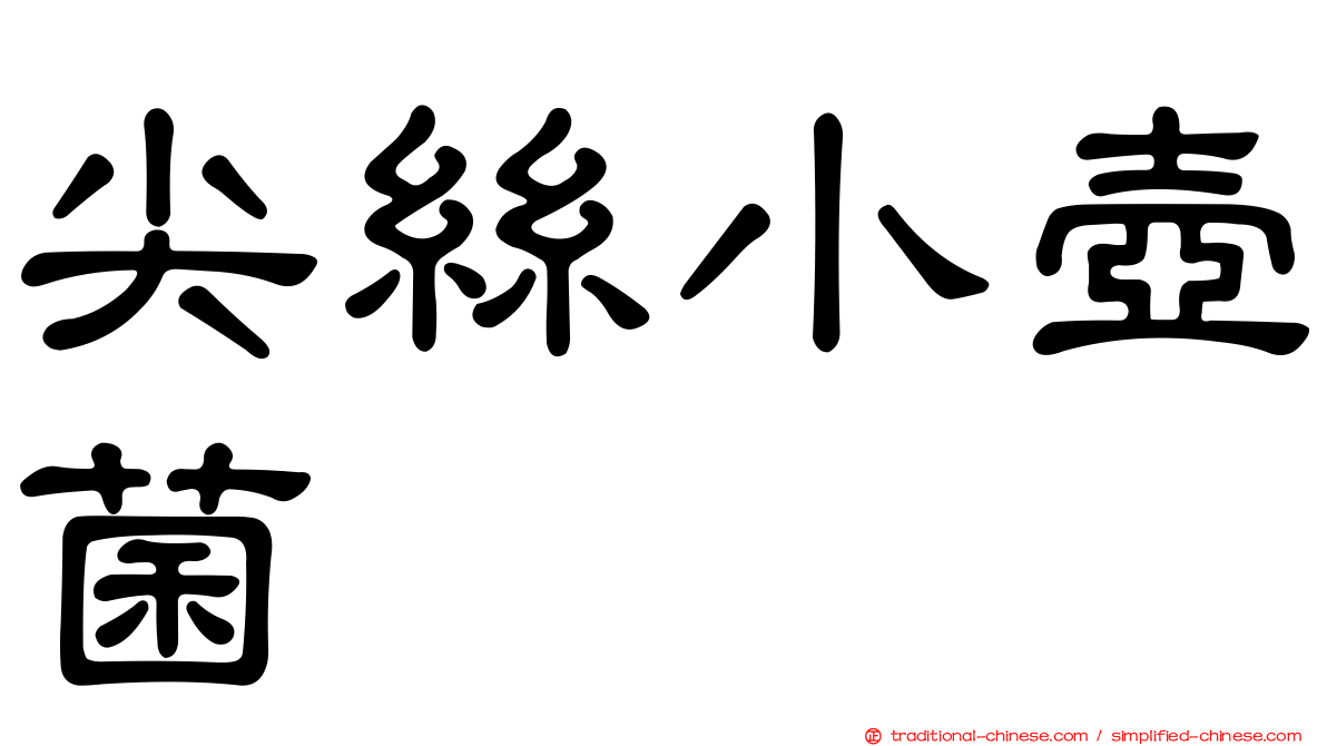 尖絲小壺菌