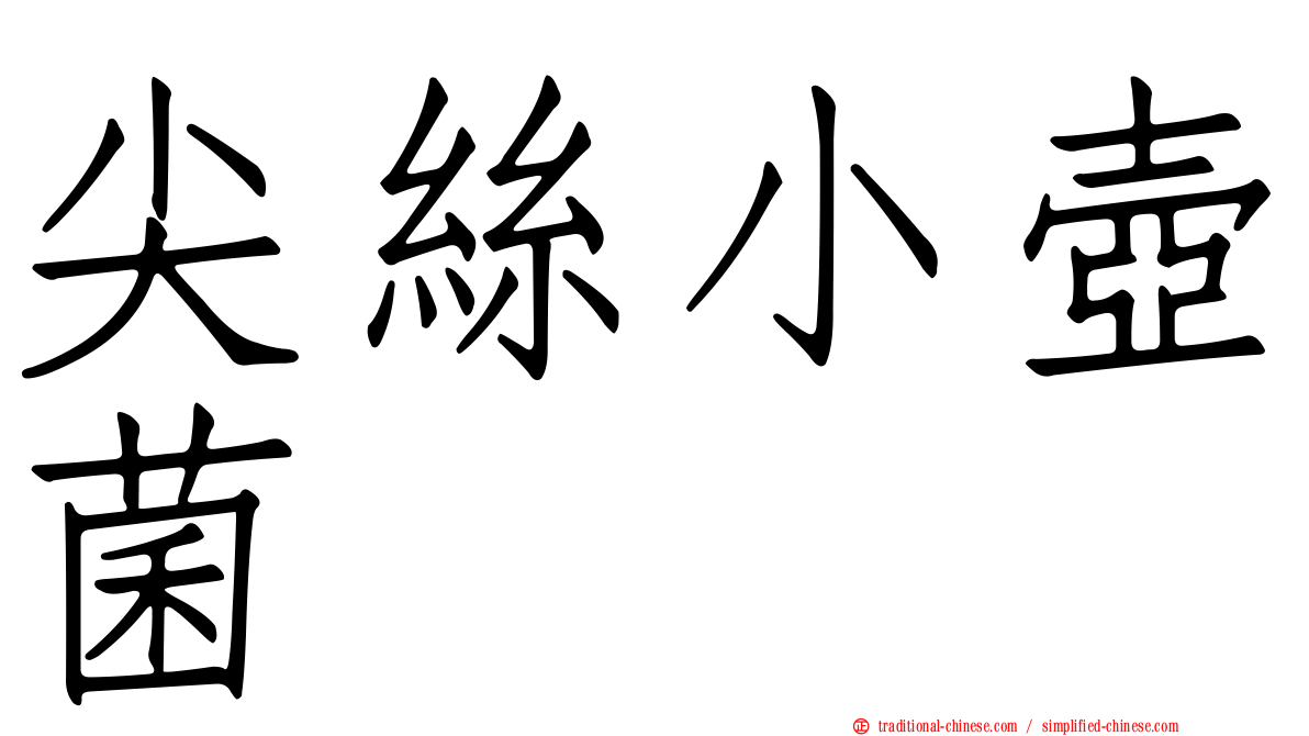尖絲小壺菌