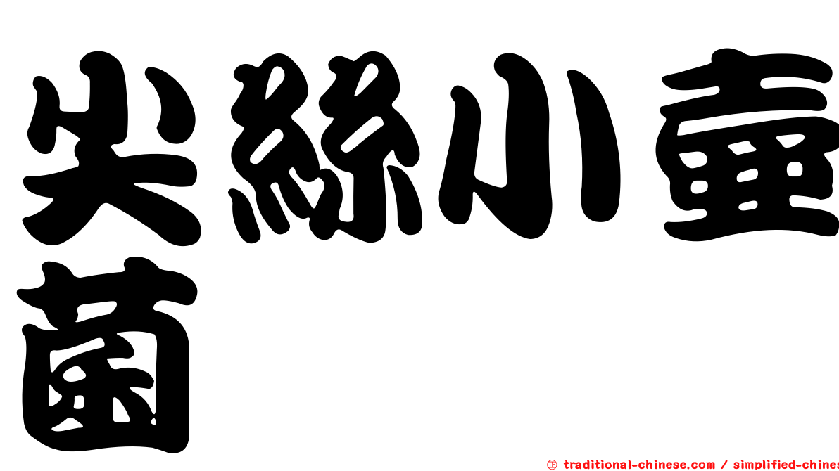 尖絲小壺菌