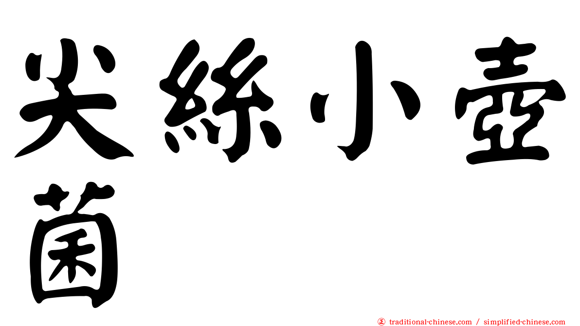 尖絲小壺菌