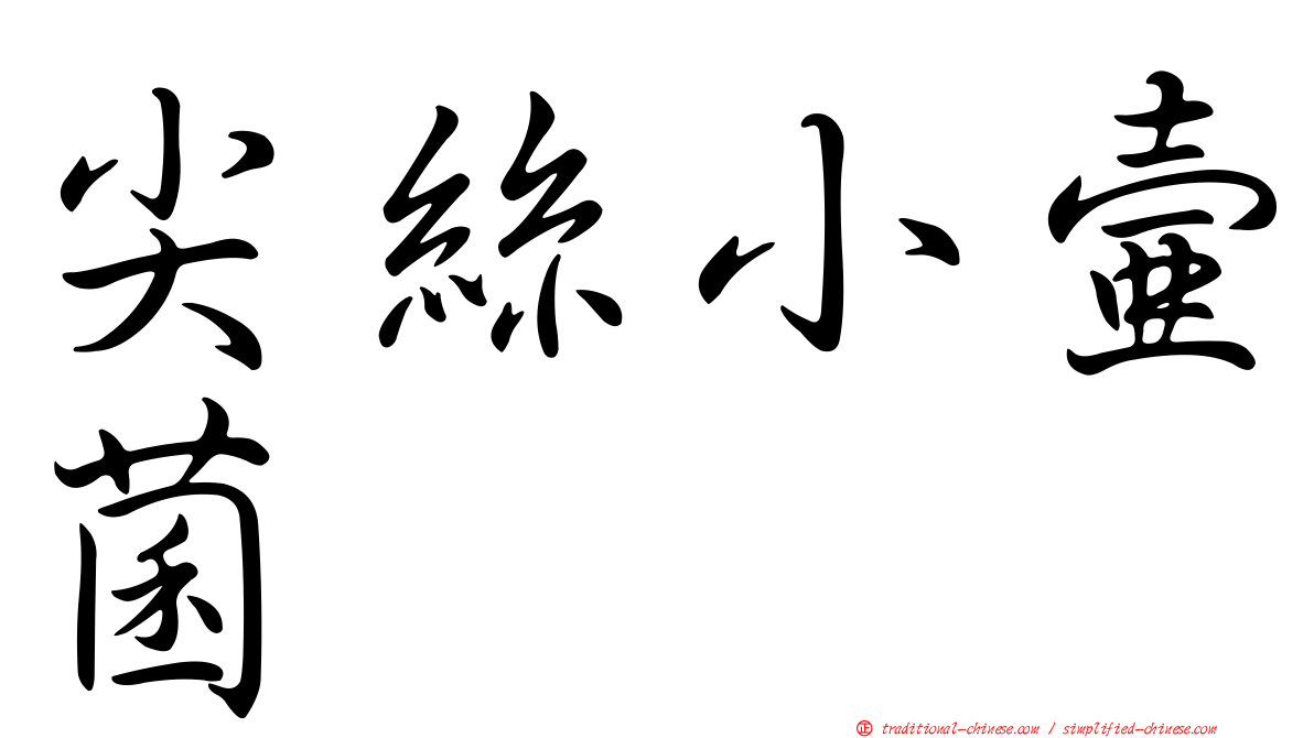 尖絲小壺菌