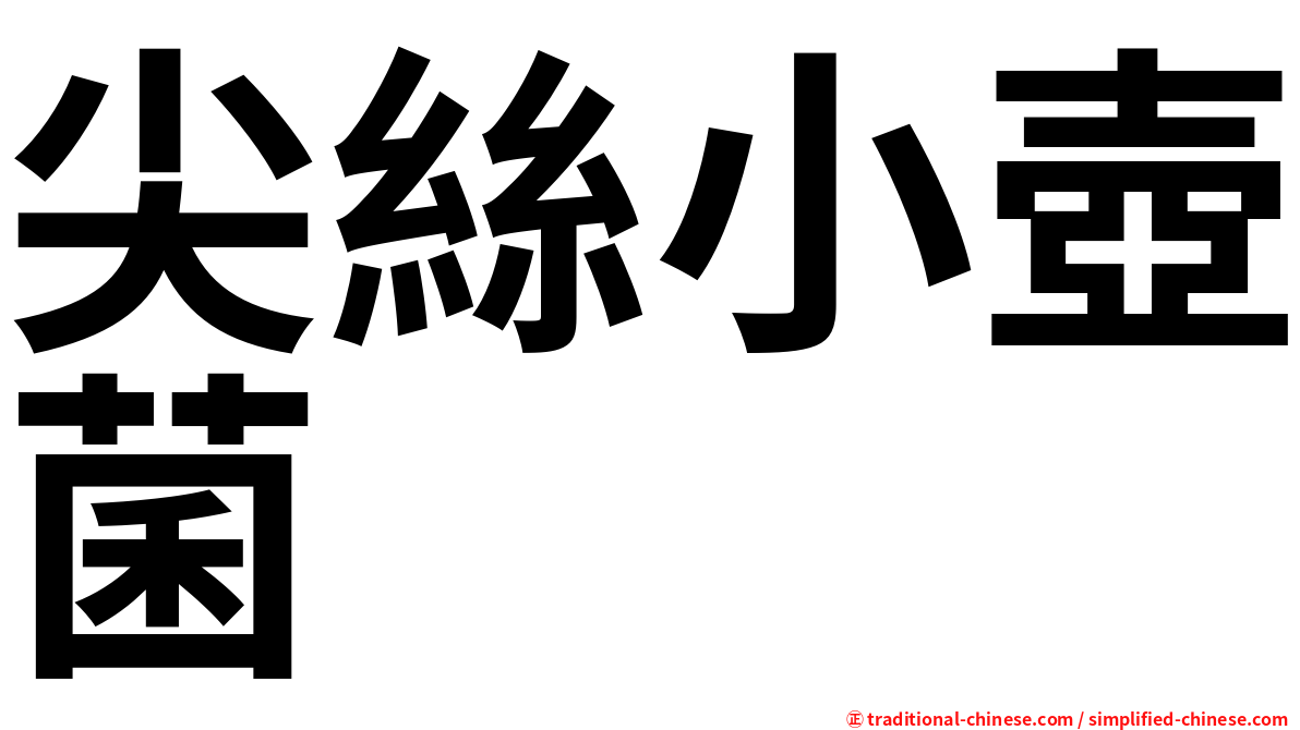 尖絲小壺菌