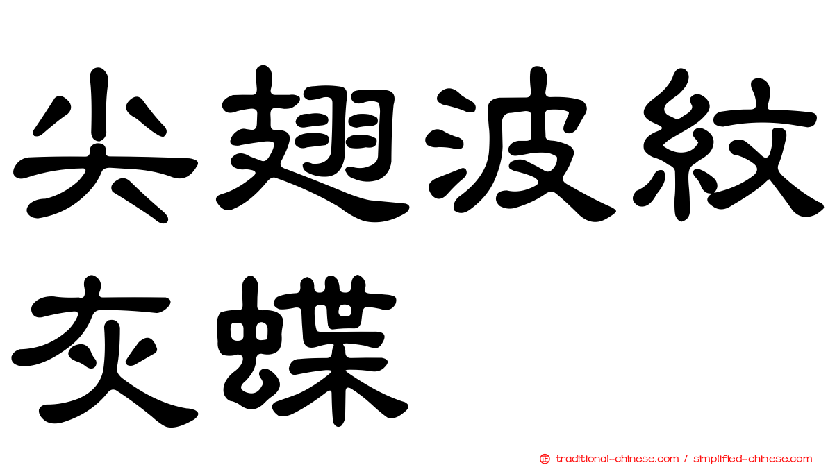 尖翅波紋灰蝶
