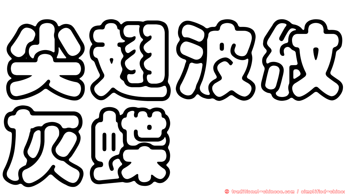 尖翅波紋灰蝶