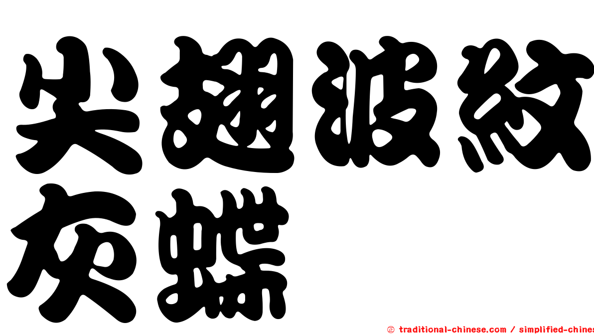 尖翅波紋灰蝶