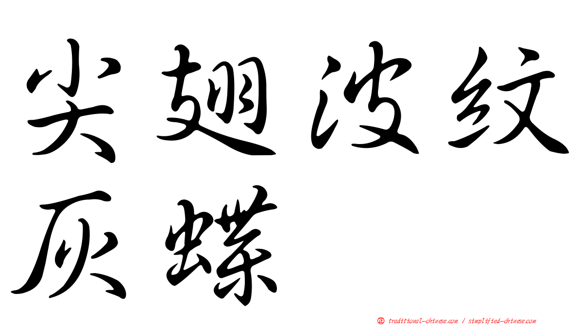 尖翅波紋灰蝶