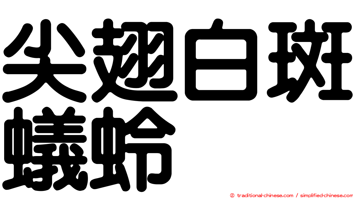 尖翅白斑蟻蛉