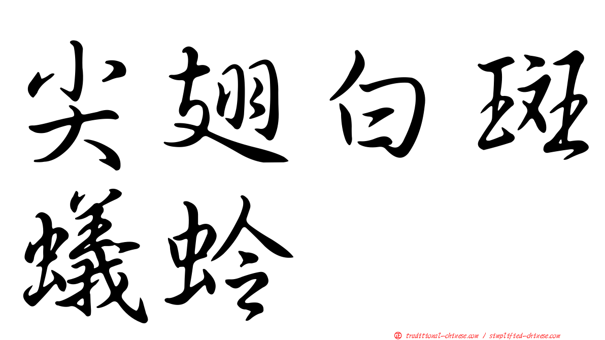 尖翅白斑蟻蛉