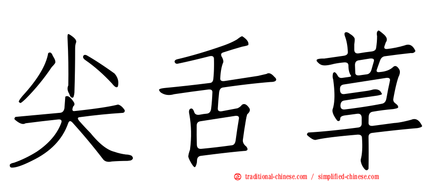 尖舌草