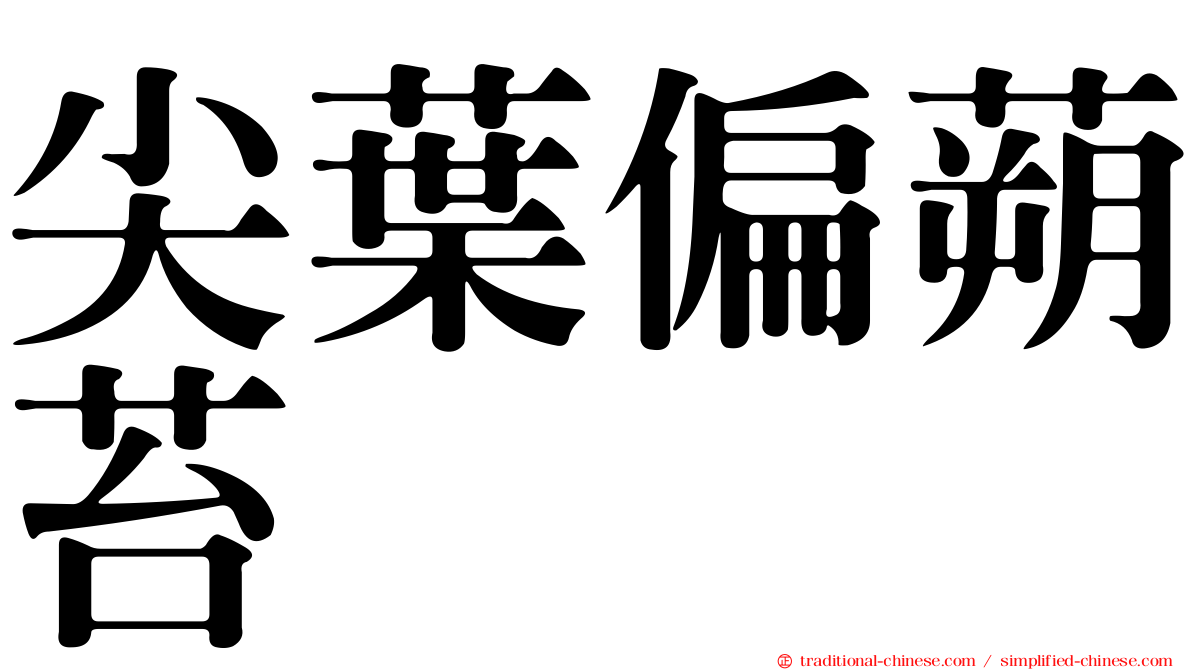 尖葉偏蒴苔