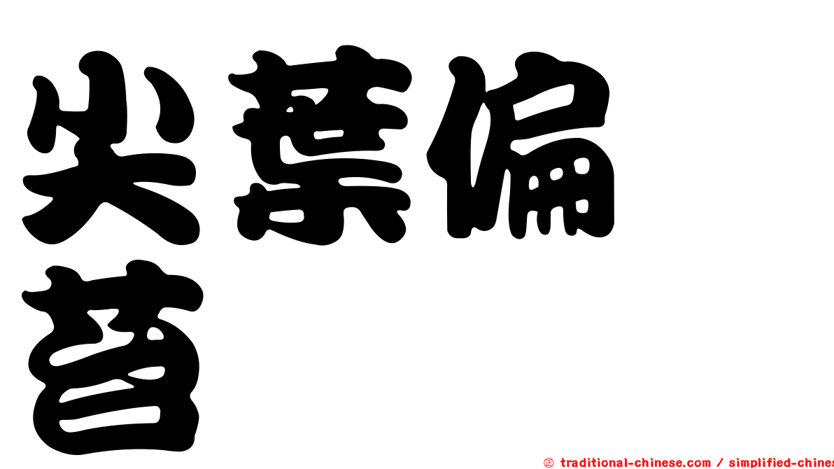 尖葉偏蒴苔
