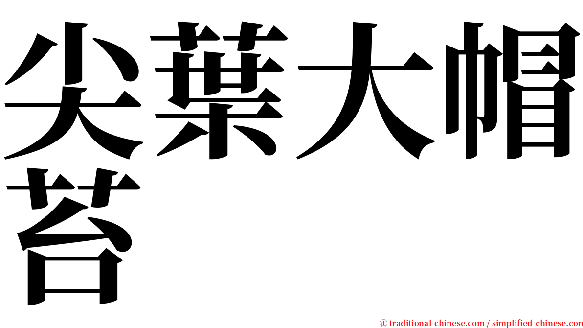尖葉大帽苔 serif font