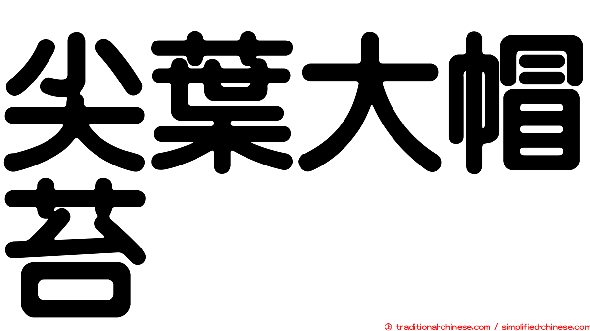 尖葉大帽苔