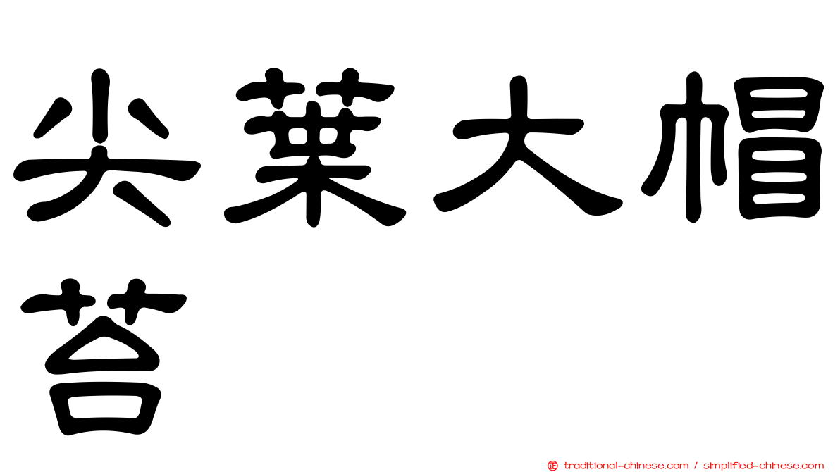 尖葉大帽苔
