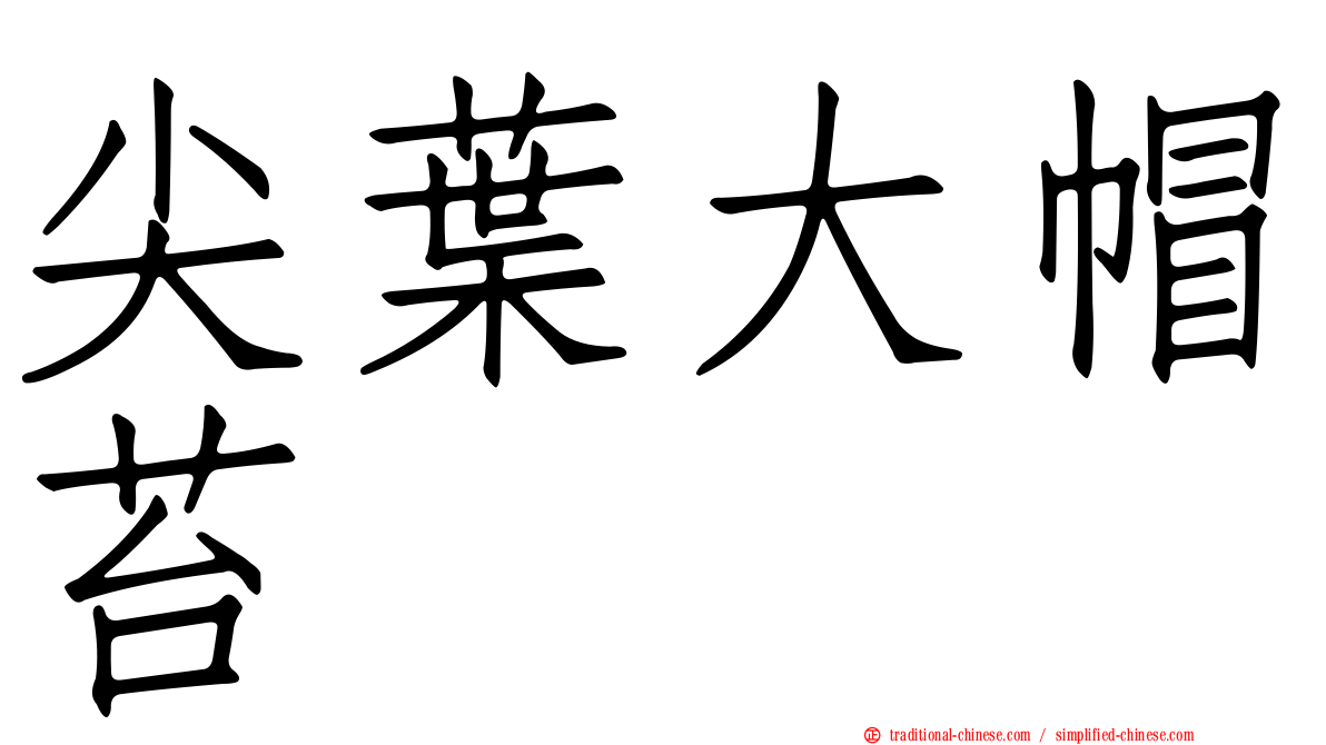 尖葉大帽苔