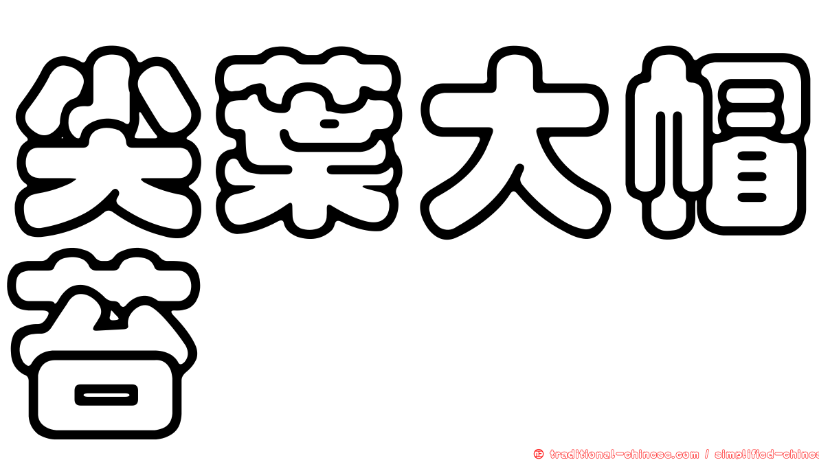 尖葉大帽苔