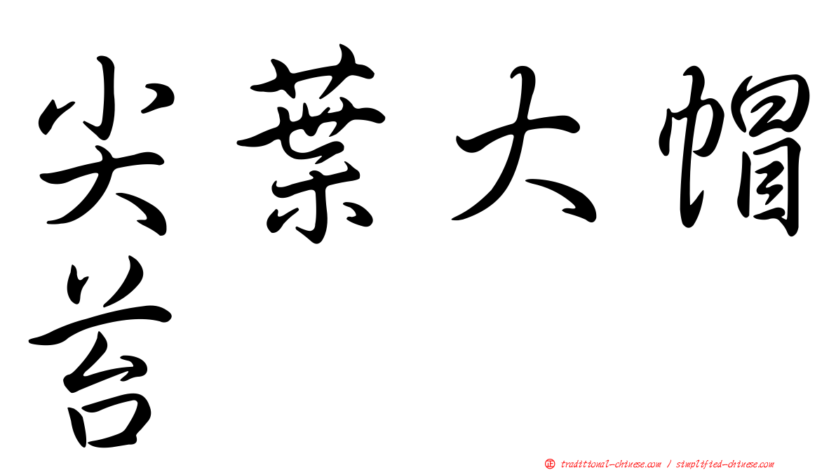 尖葉大帽苔