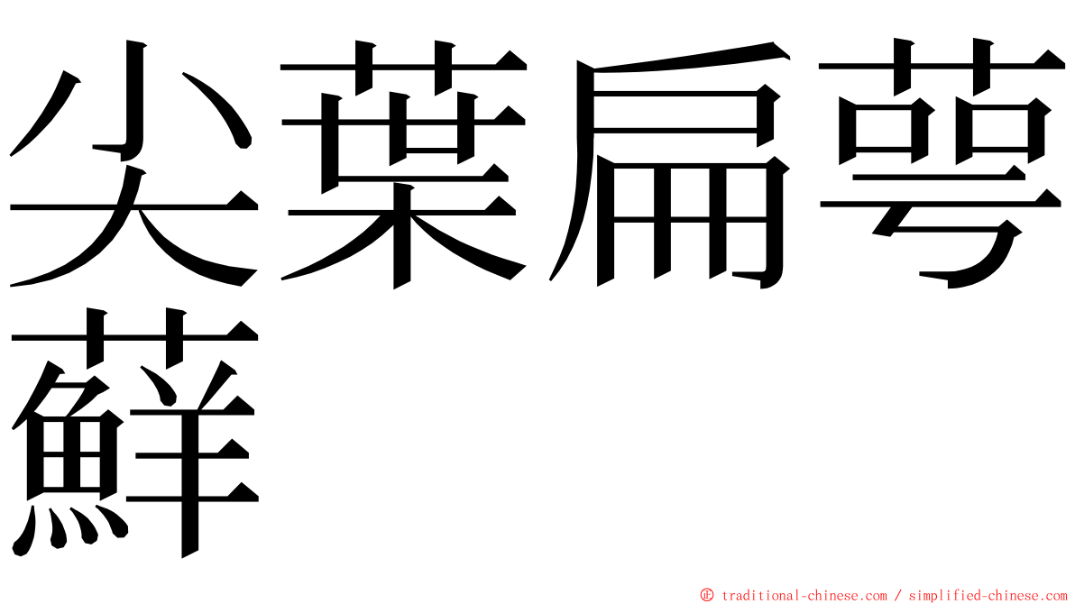 尖葉扁萼蘚 ming font
