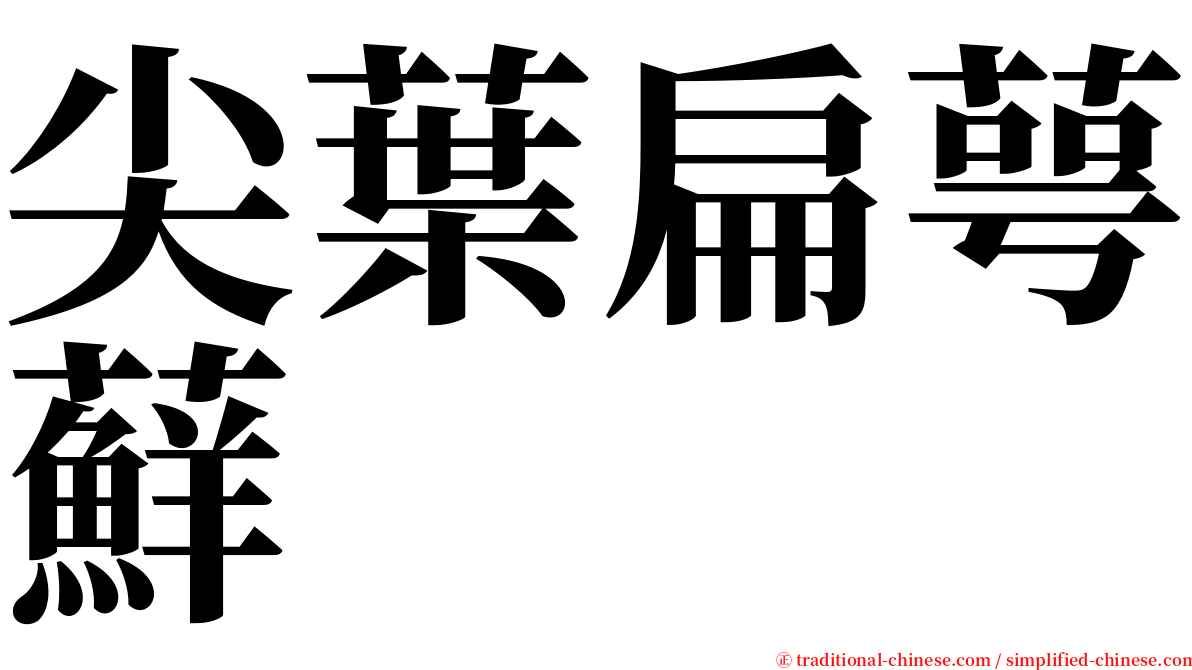 尖葉扁萼蘚 serif font