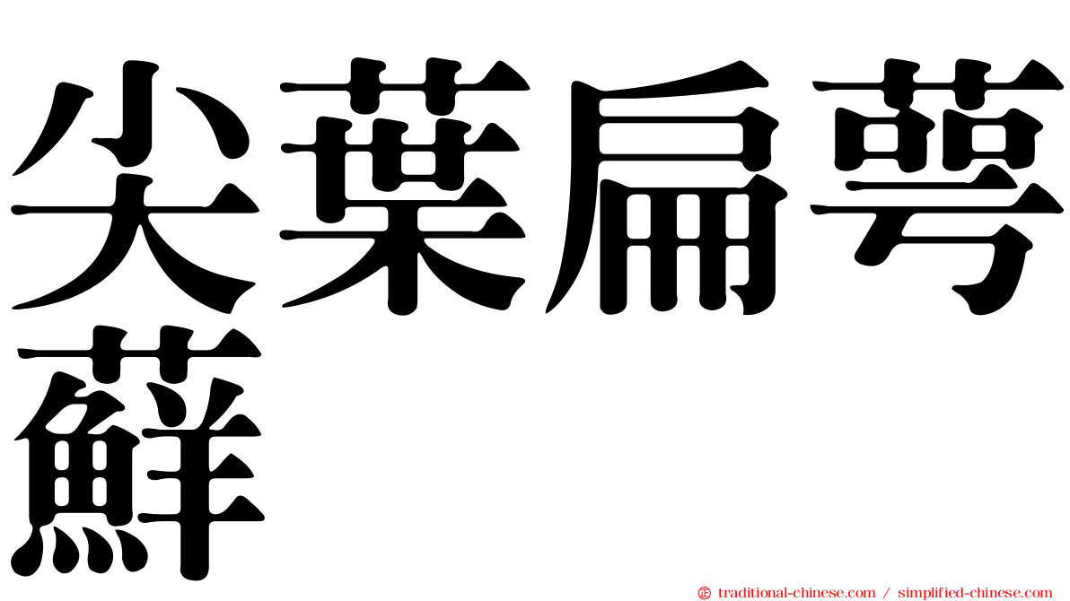 尖葉扁萼蘚